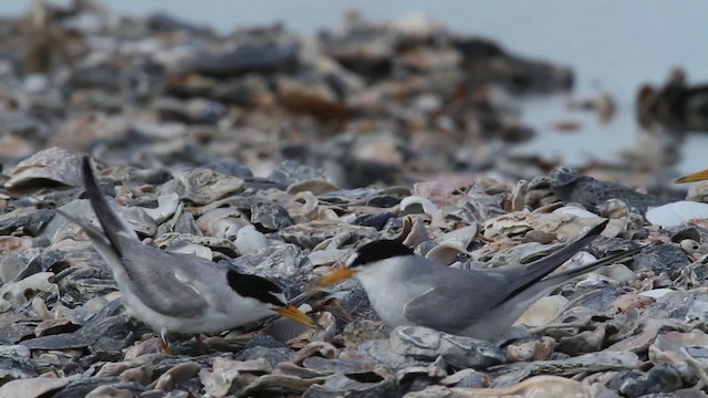 Least Tern - ML478651