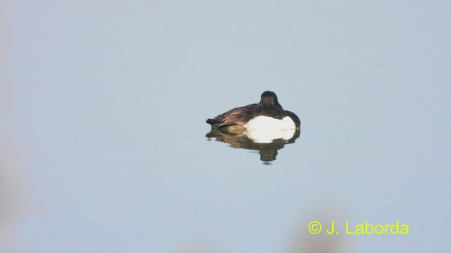 Tufted Duck - ML478651101