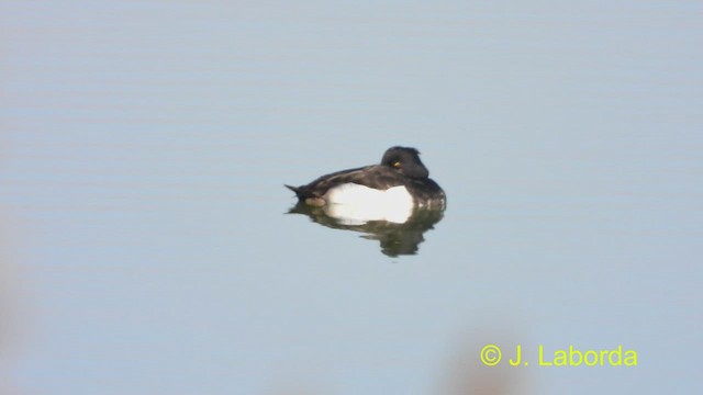 Tufted Duck - ML478651111