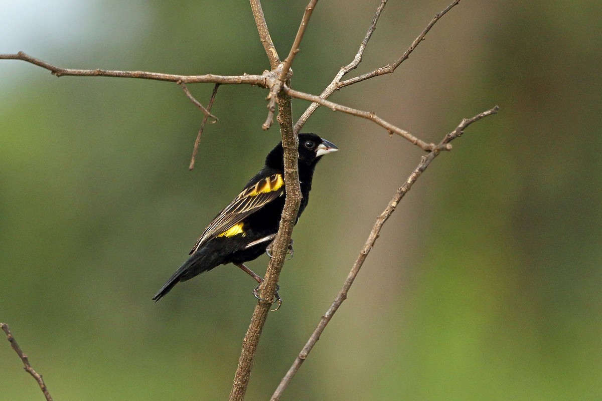 Obispo Culigualdo (grupo capensis) - ML47865131