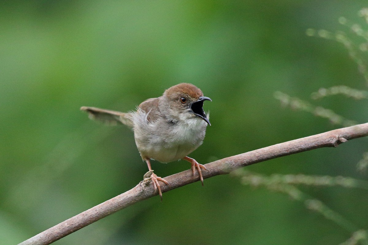 Trilling Cisticola - Nigel Voaden