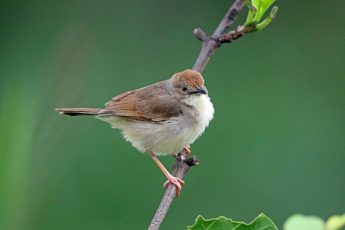 Trilling Cisticola - Nigel Voaden