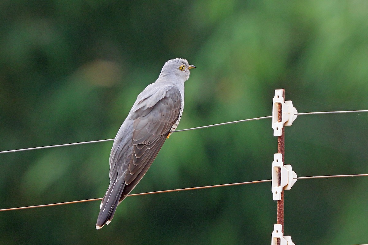 African Cuckoo - ML47865171