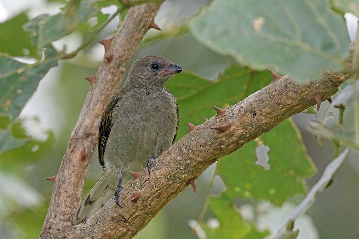 Lesser Honeyguide (Lesser) - ML47865181