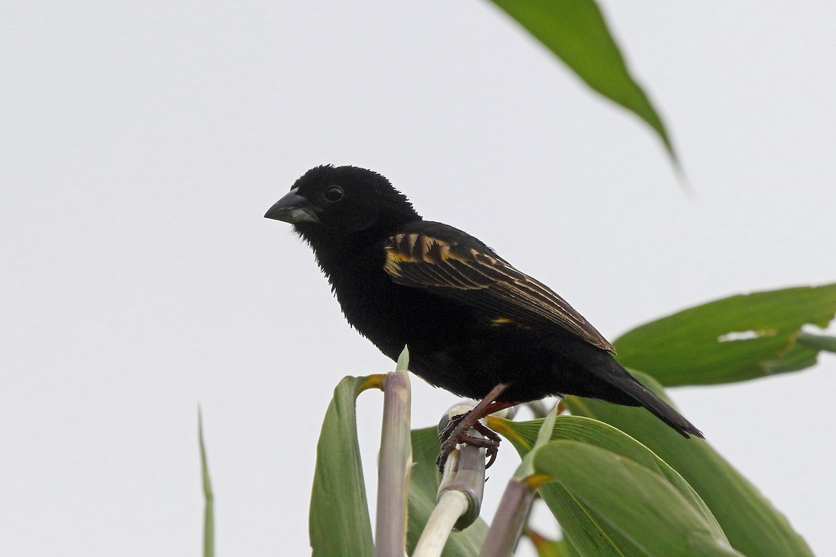 Obispo Culigualdo (grupo capensis) - ML47865191