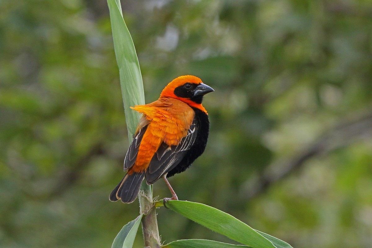 Black-winged Bishop - ML47865201