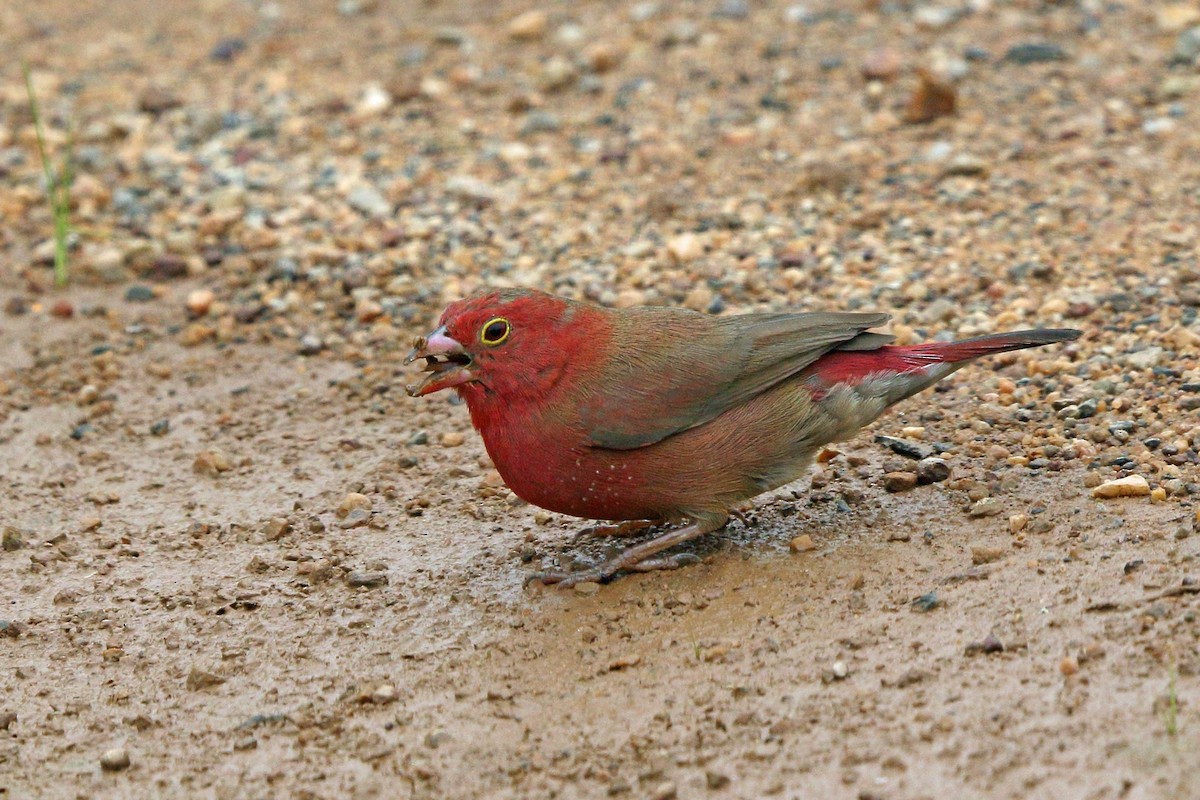 Red-billed Firefinch - ML47865221