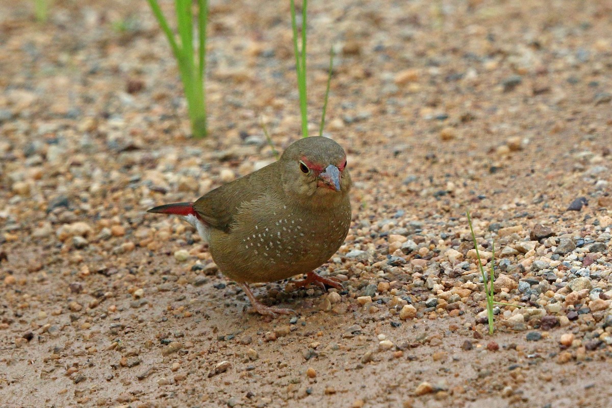 Red-billed Firefinch - ML47865231