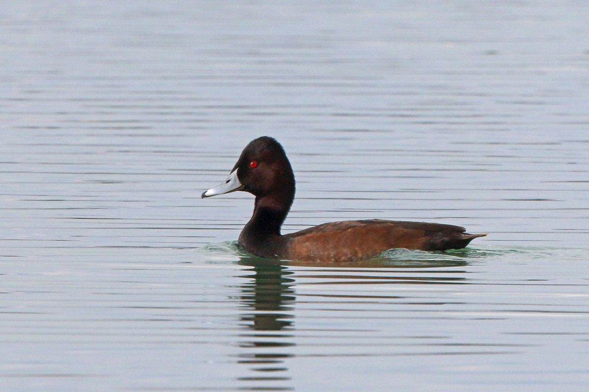 Southern Pochard - Nigel Voaden