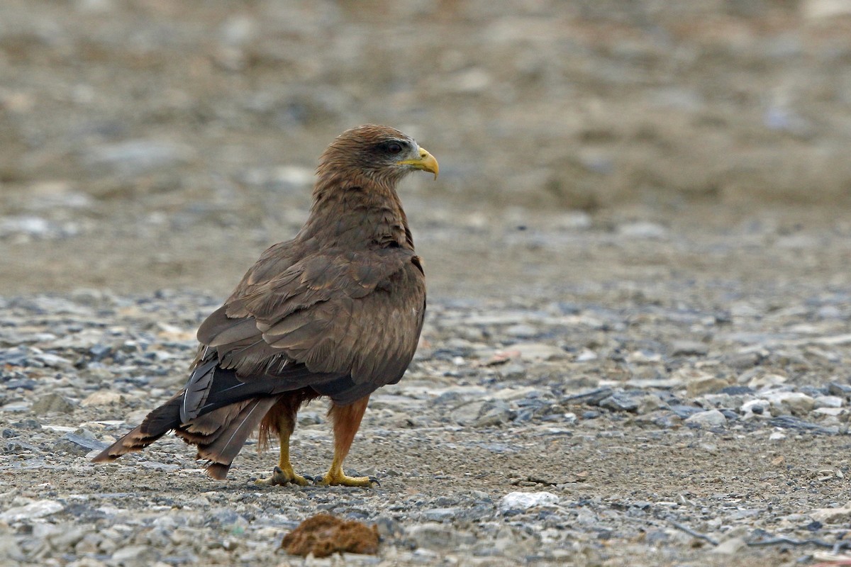 Black Kite (Yellow-billed) - ML47865311