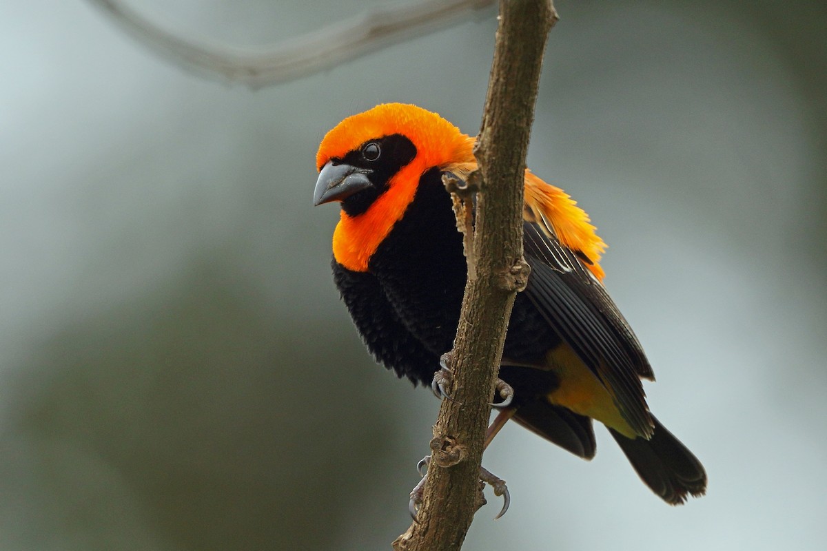 Black-winged Bishop - ML47865321