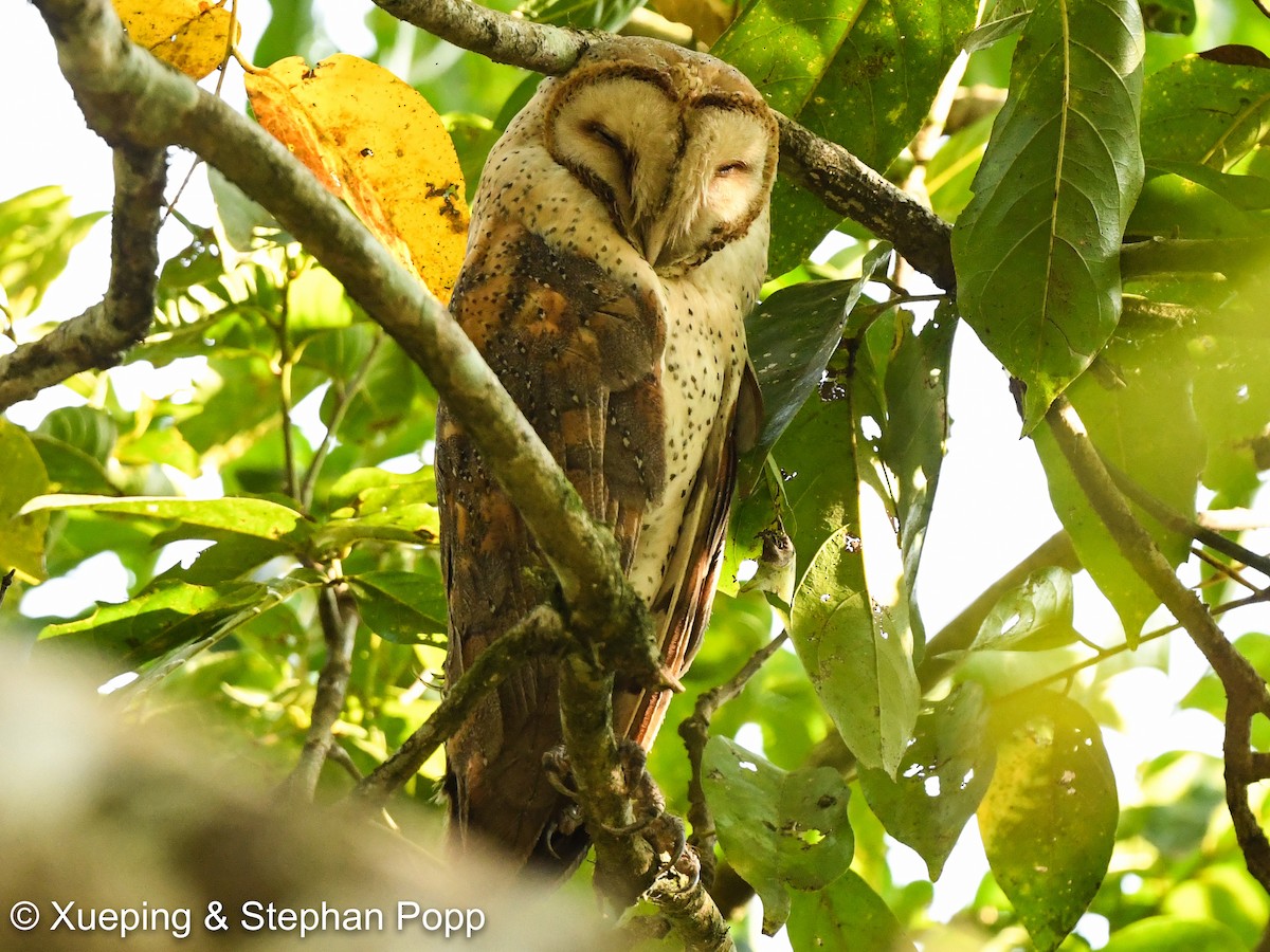 African Grass-Owl - Xueping & Stephan Popp