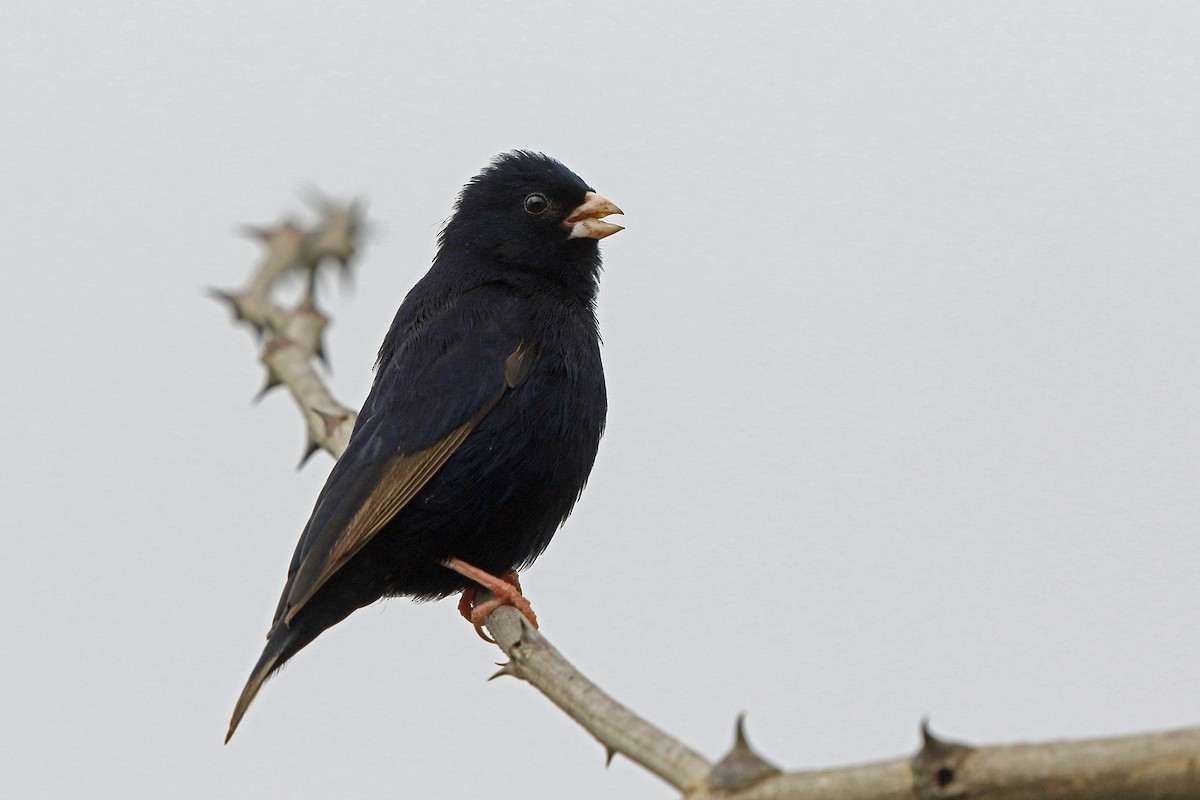 Dusky Indigobird - Nigel Voaden