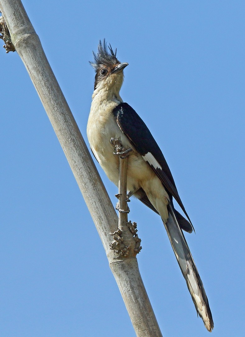 Críalo Blanquinegro - ML47865371