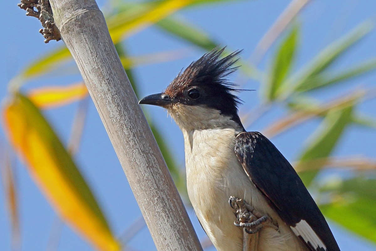 Pied Cuckoo - ML47865381