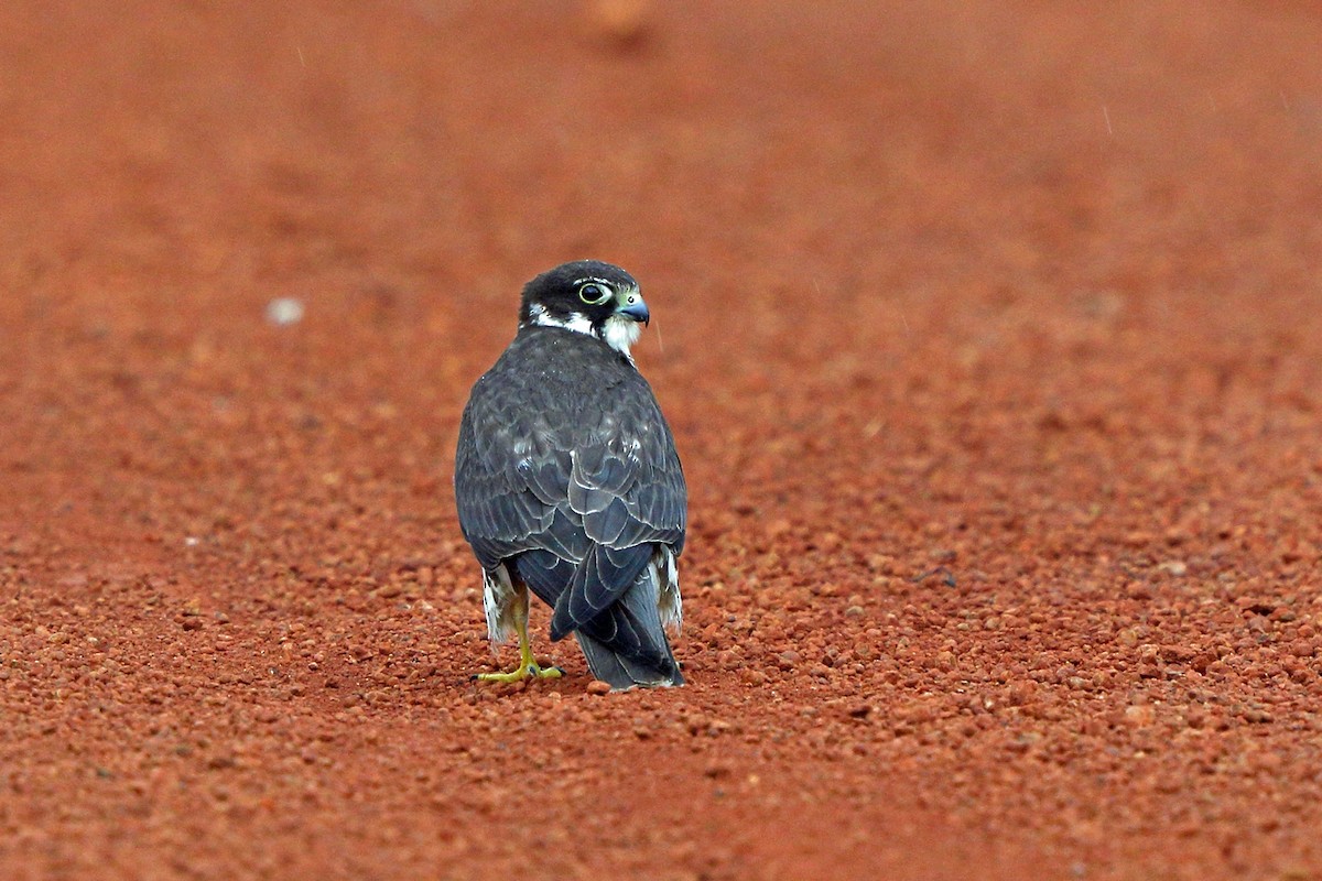 Eurasian Hobby - ML47865401