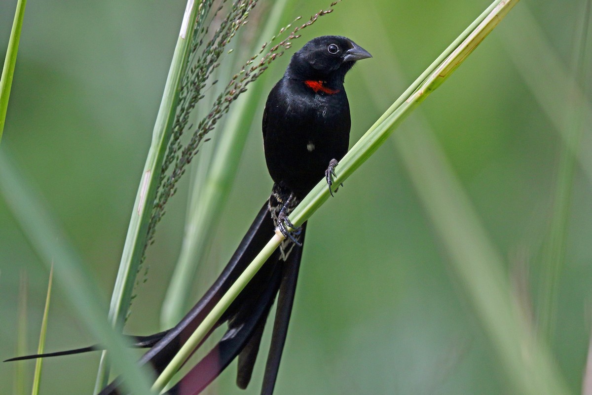 Red-collared Widowbird - ML47865421