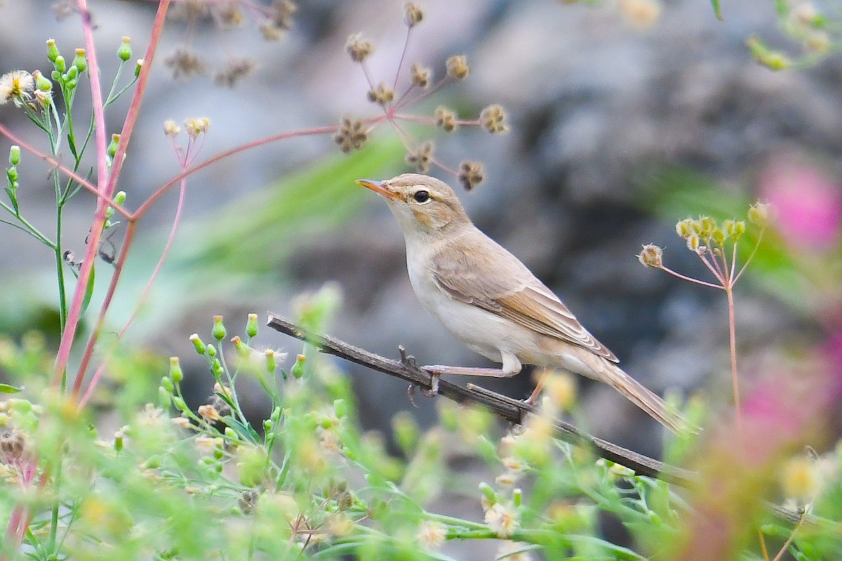 Booted Warbler - ML478654571