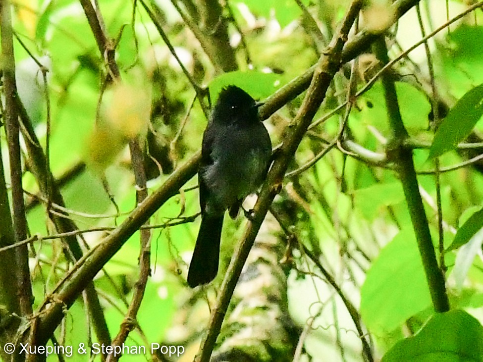 White-bellied Crested Flycatcher - ML478655601