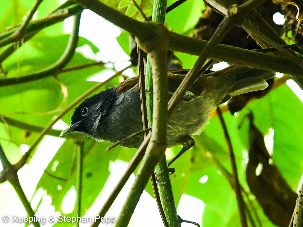 Rwenzori Hill Babbler - ML478655651