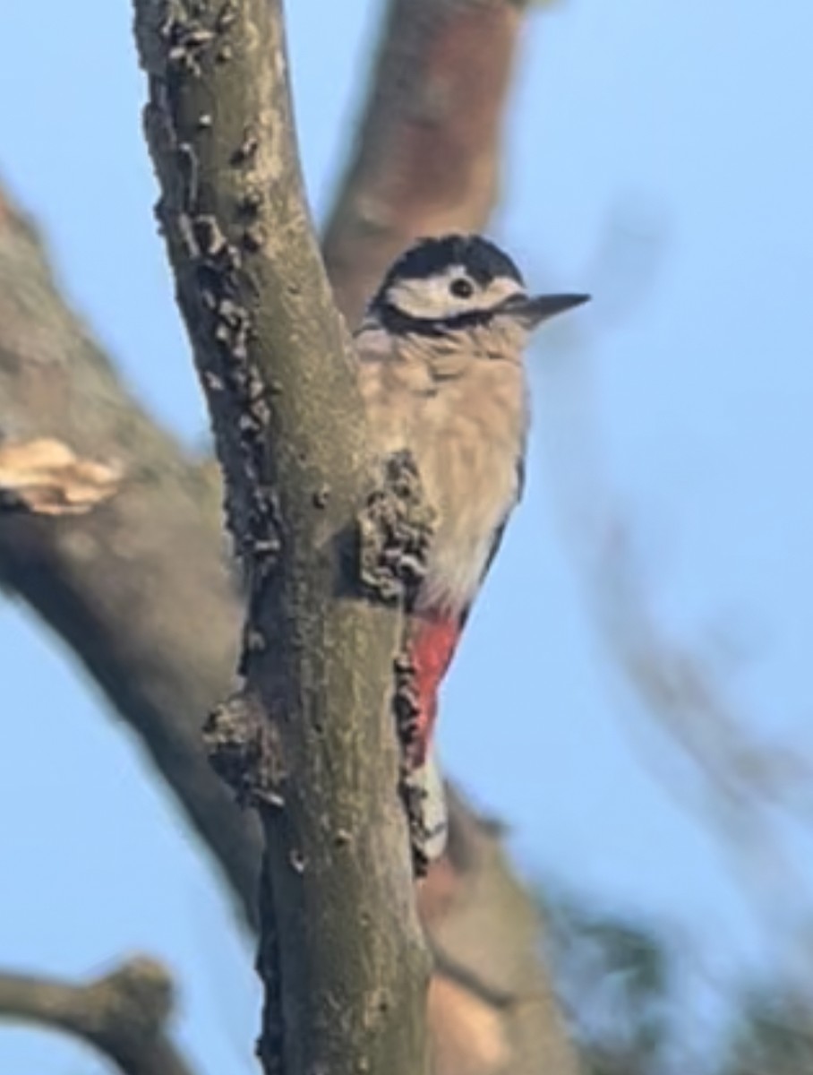 Great Spotted Woodpecker - ML478657091