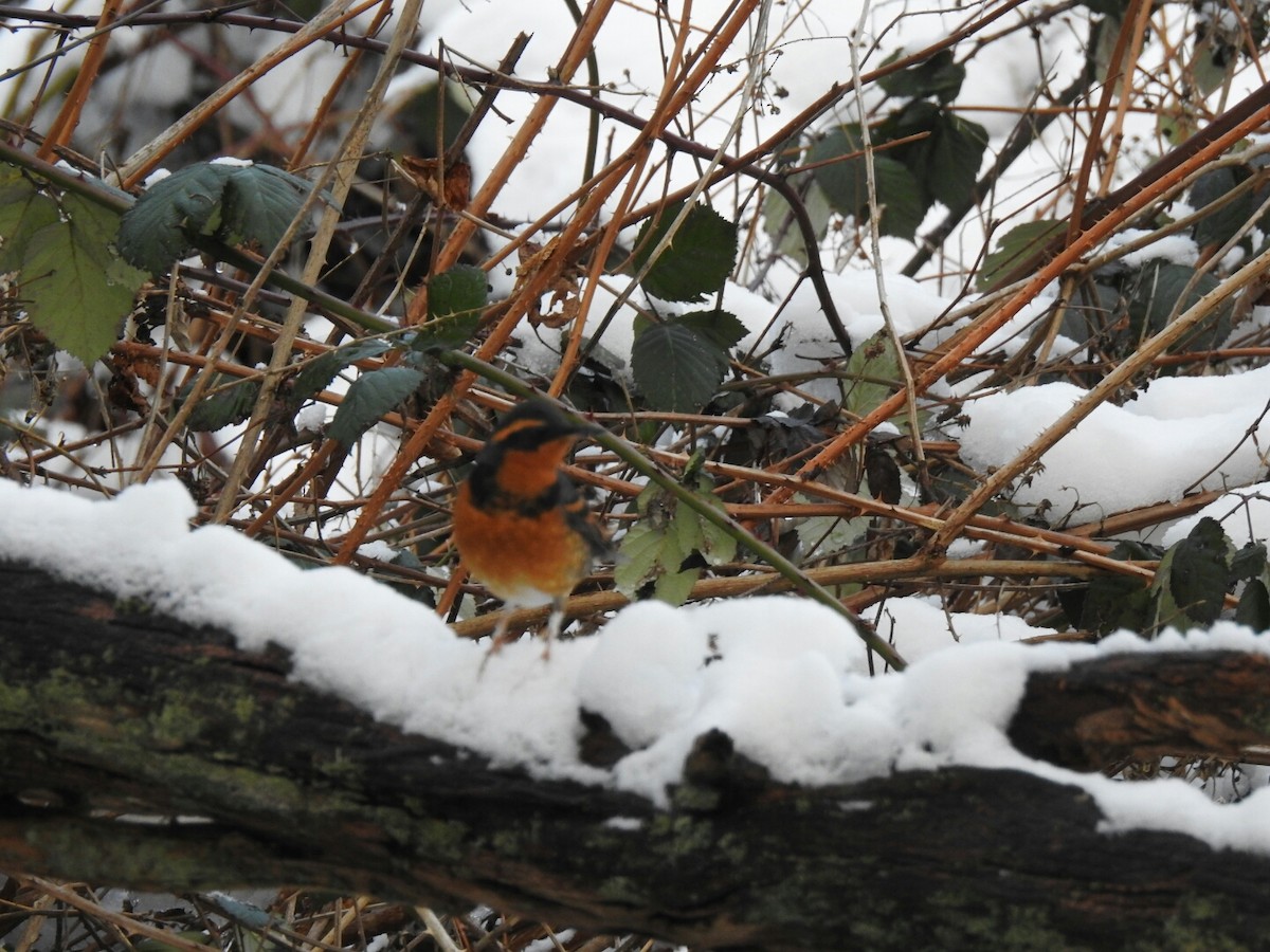 Varied Thrush - ML47865711