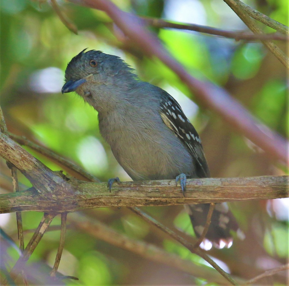 Natterer's Slaty-Antshrike - Mats Hildeman