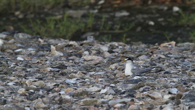 Least Tern - ML478659