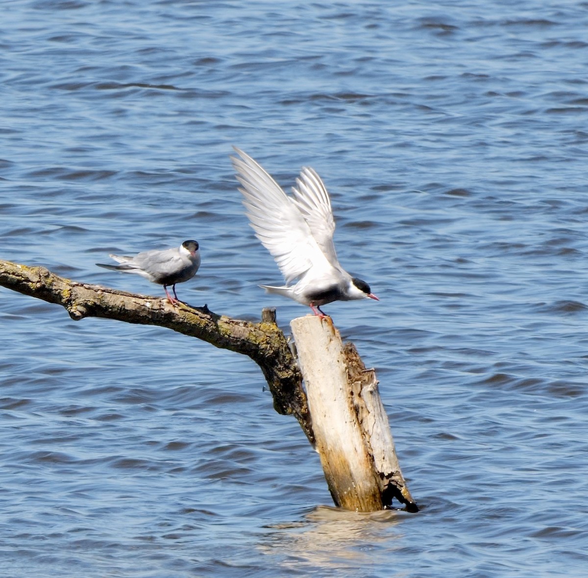 Whiskered Tern - ML478660051