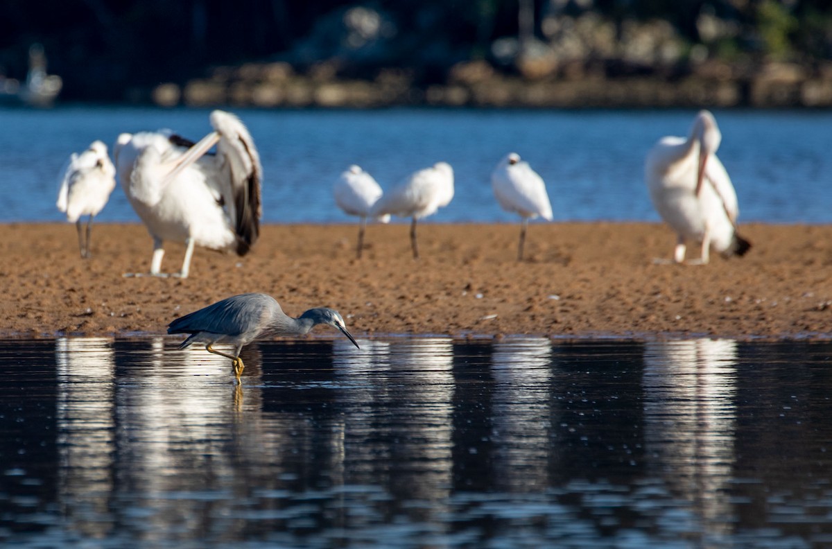 White-faced Heron - ML478660081