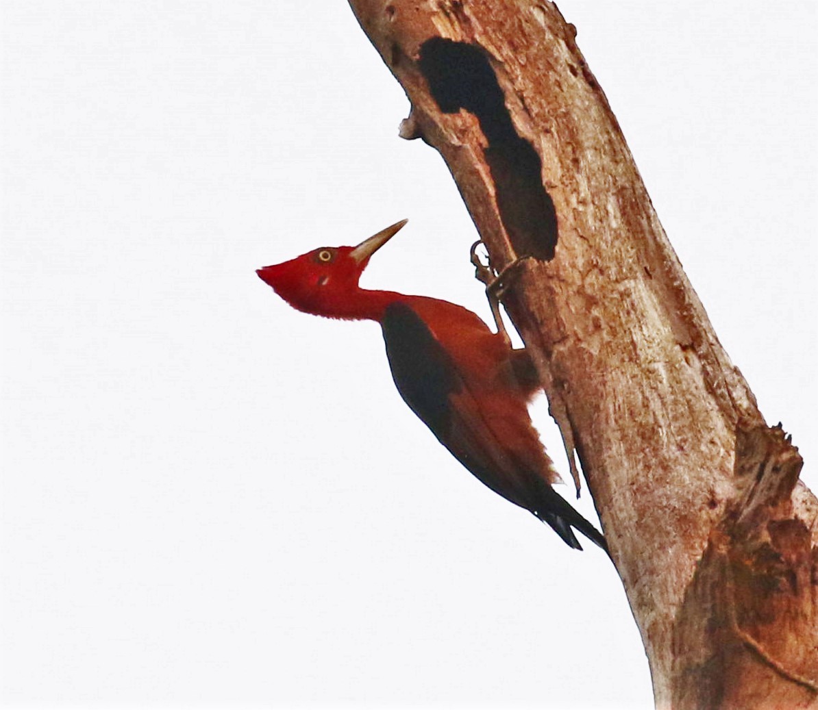 Red-necked Woodpecker - Mats Hildeman