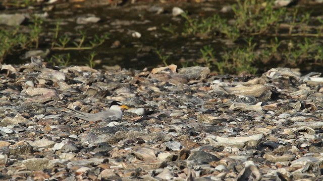 Least Tern - ML478662