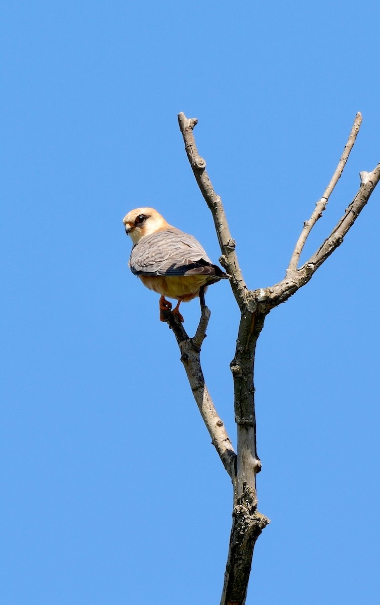 Кібчик червононогий - ML478662621