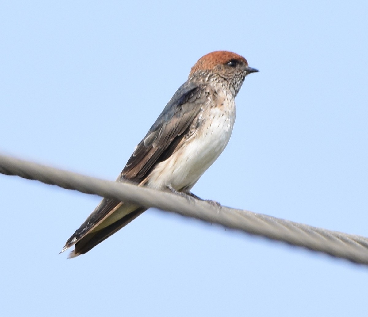 Streak-throated Swallow - ML47866361