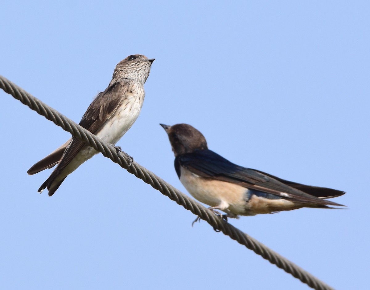 Streak-throated Swallow - ML47866371