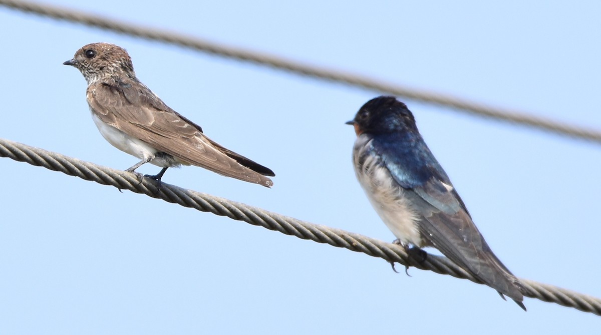 Streak-throated Swallow - ML47866381