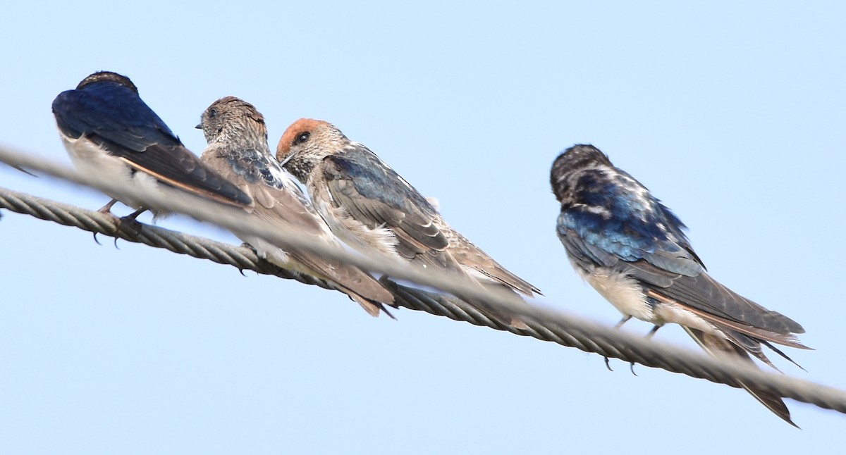 Streak-throated Swallow - ML47866391