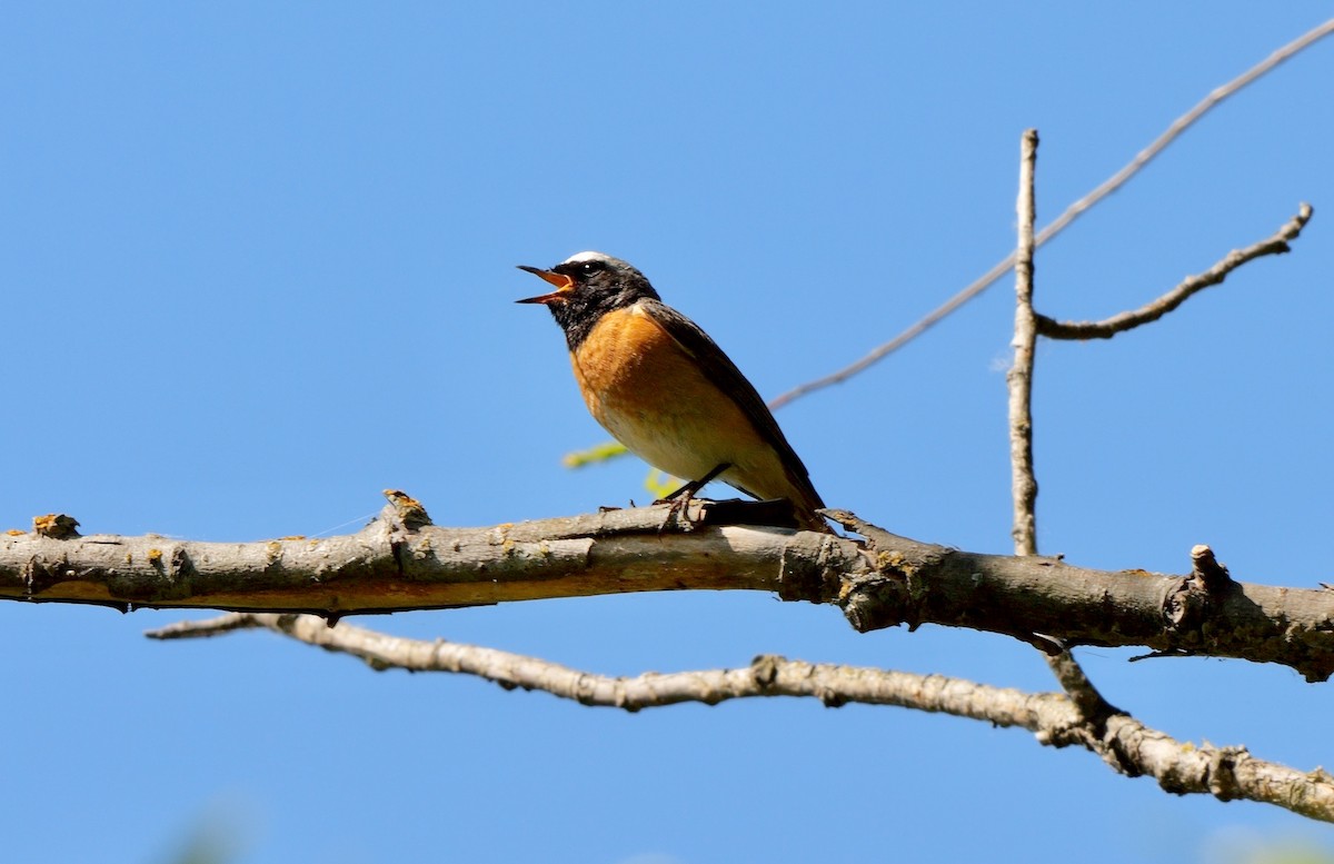 Common Redstart - ML478664421