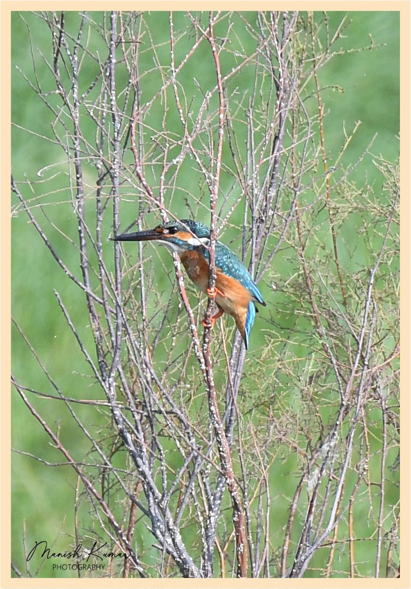Common Kingfisher - Manish Kumar