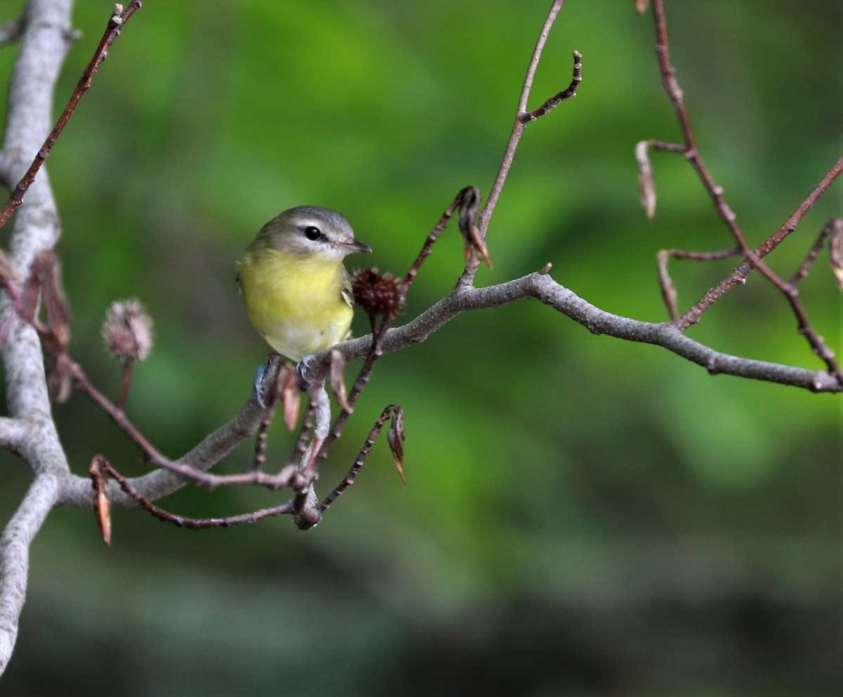 Philadelphia Vireo - Lynda Noel