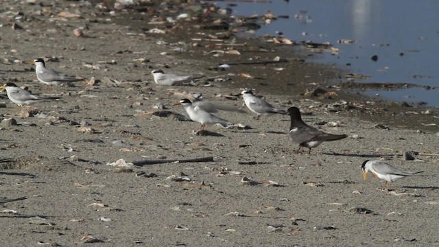 Least Tern - ML478665