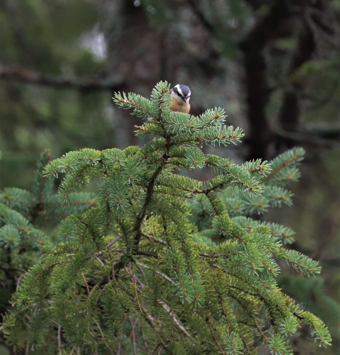 Red-breasted Nuthatch - ML478665021