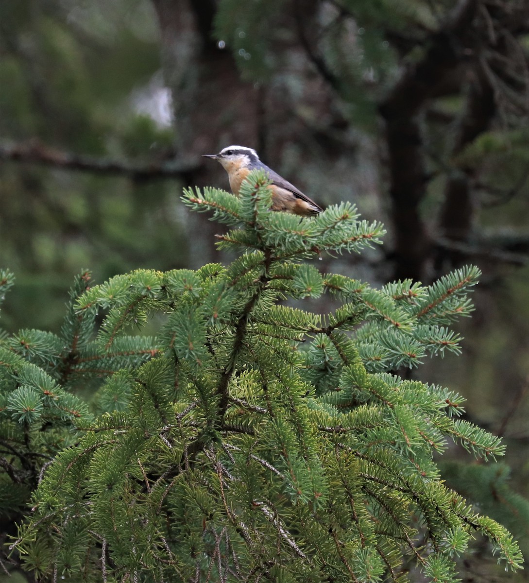 Red-breasted Nuthatch - ML478665031