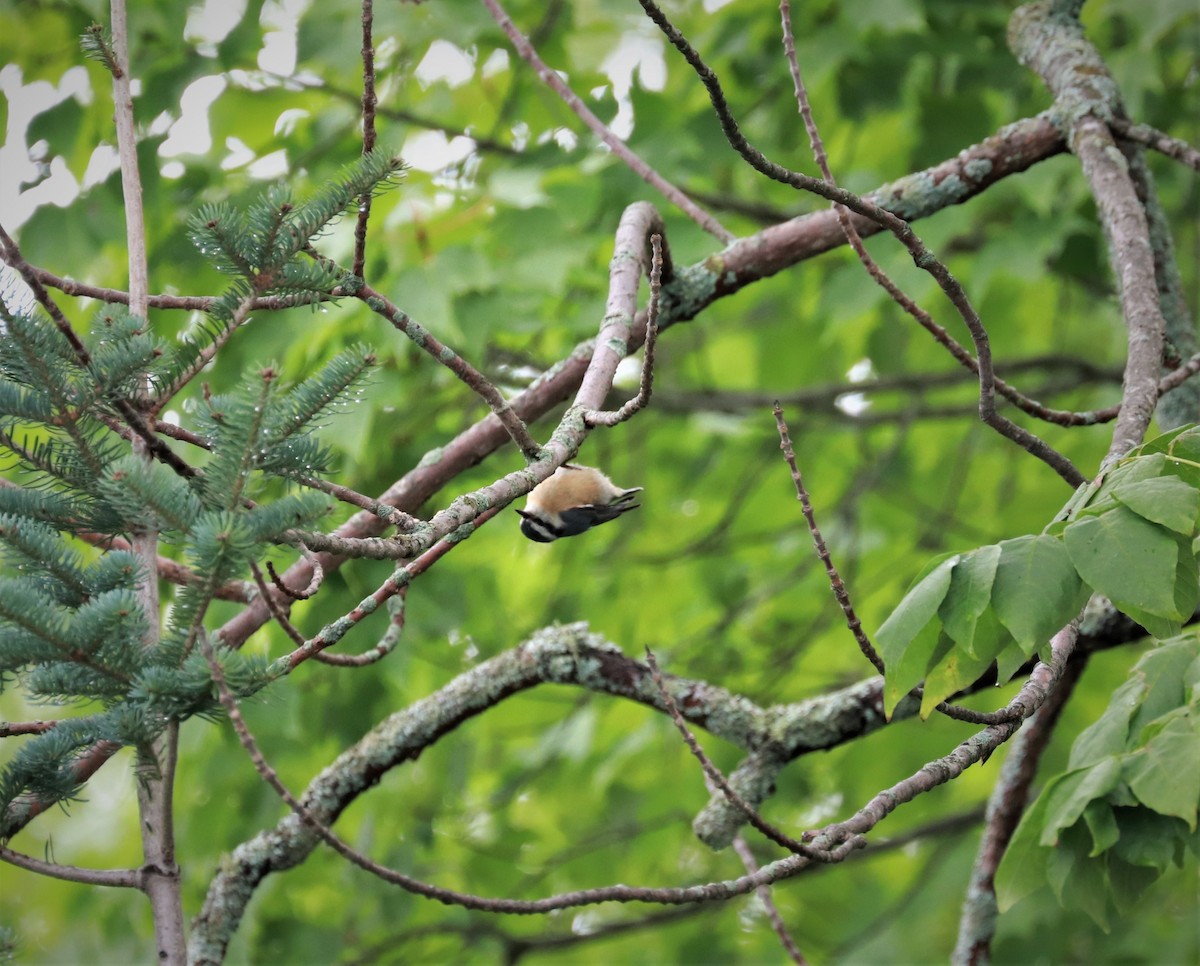 Red-breasted Nuthatch - ML478665041