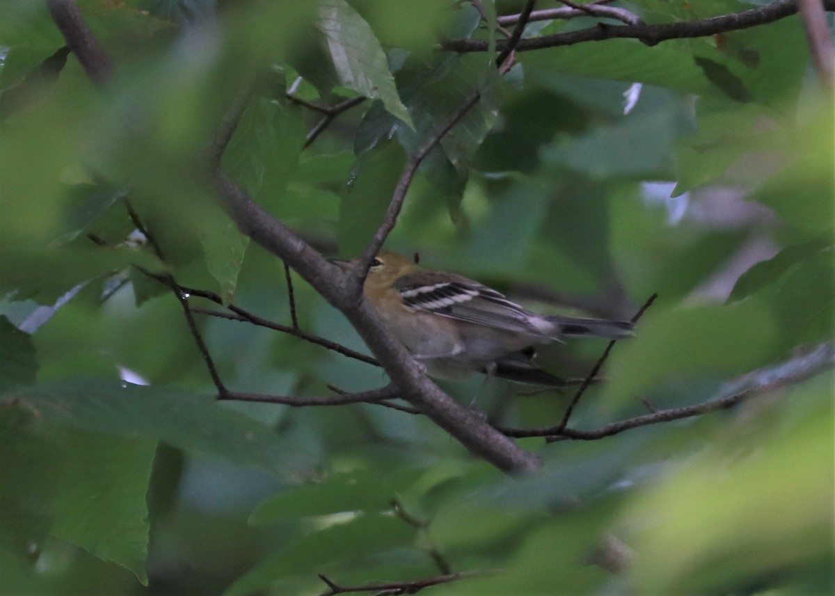 Bay-breasted Warbler - ML478665621