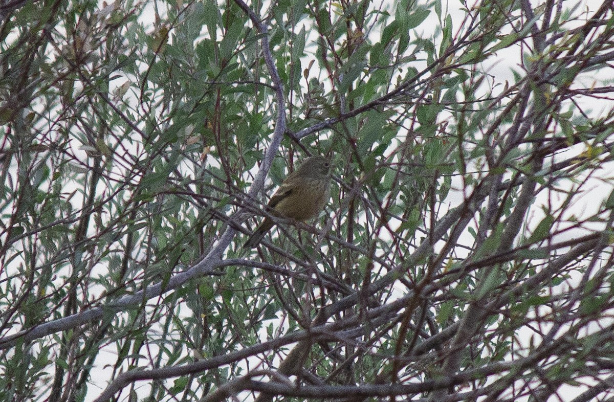 Ortolan Bunting - Marcelino Navarro Barba