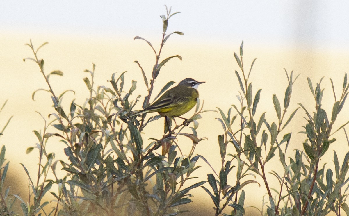 Western Yellow Wagtail - Marcelino Navarro Barba