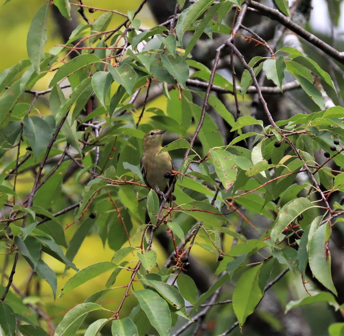 Blackpoll Warbler - ML478666011