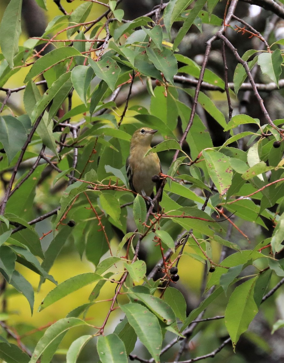 Blackpoll Warbler - ML478666021