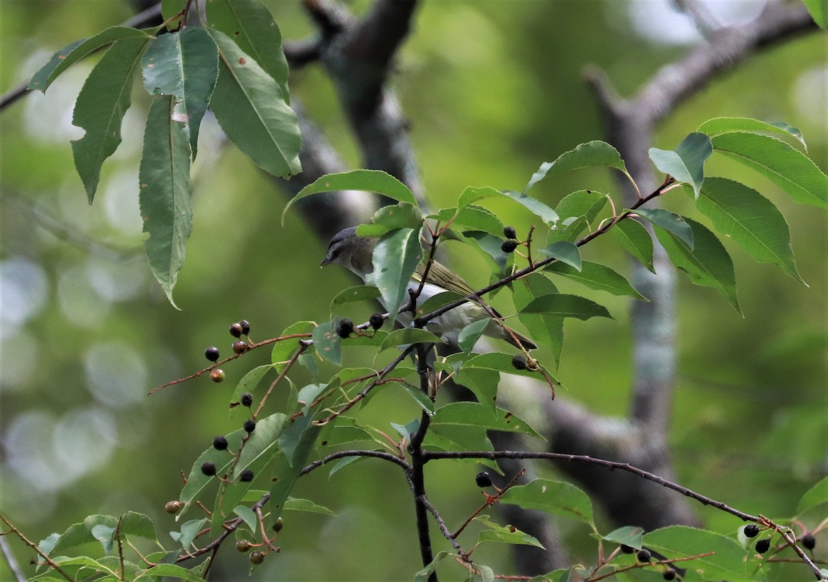 Red-eyed Vireo - ML478666081